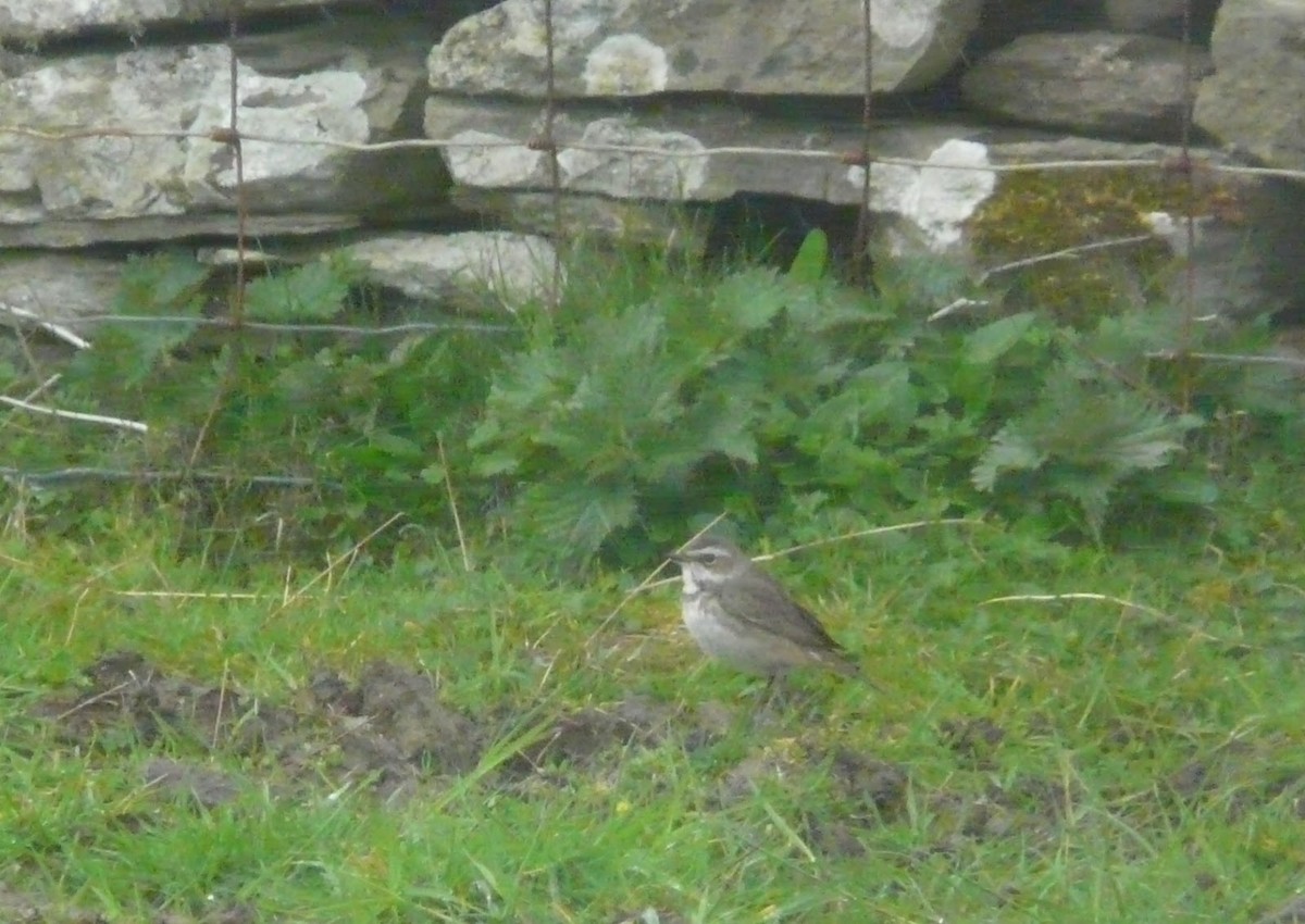 Bluethroat (Red-spotted) - ML637752660
