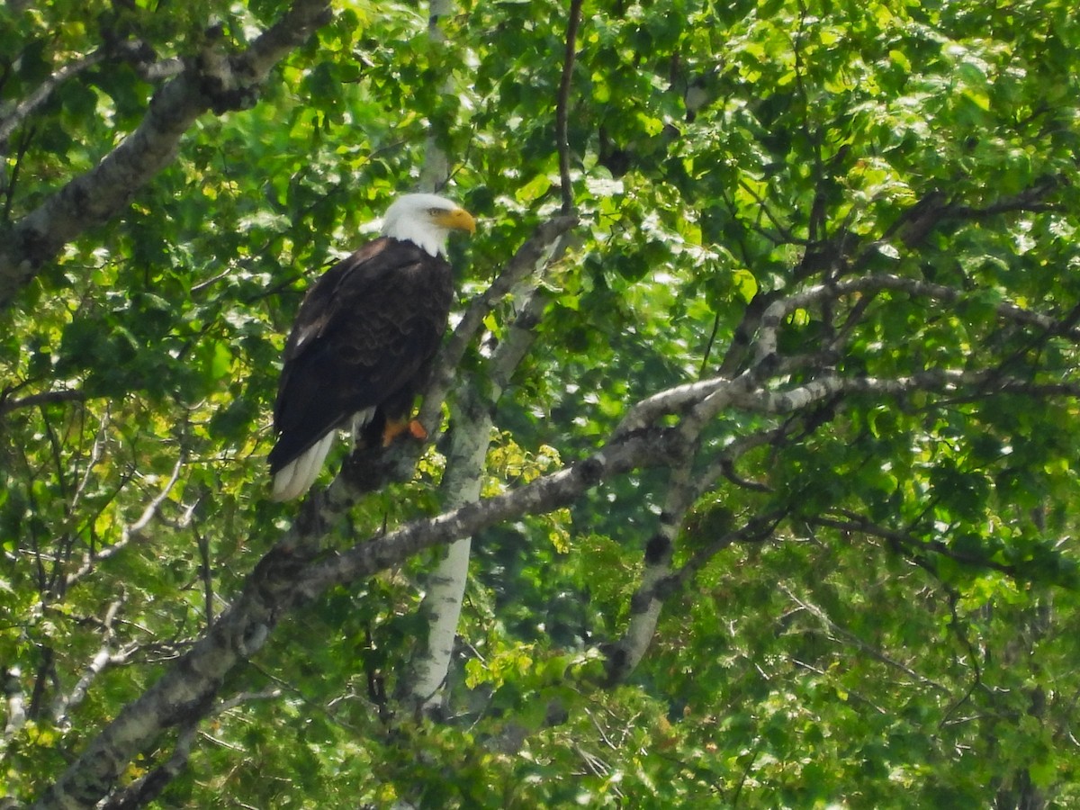 Bald Eagle - ML637752689