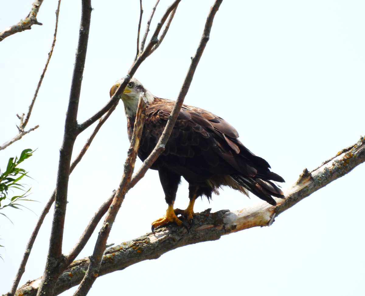 Bald Eagle - ML637752701