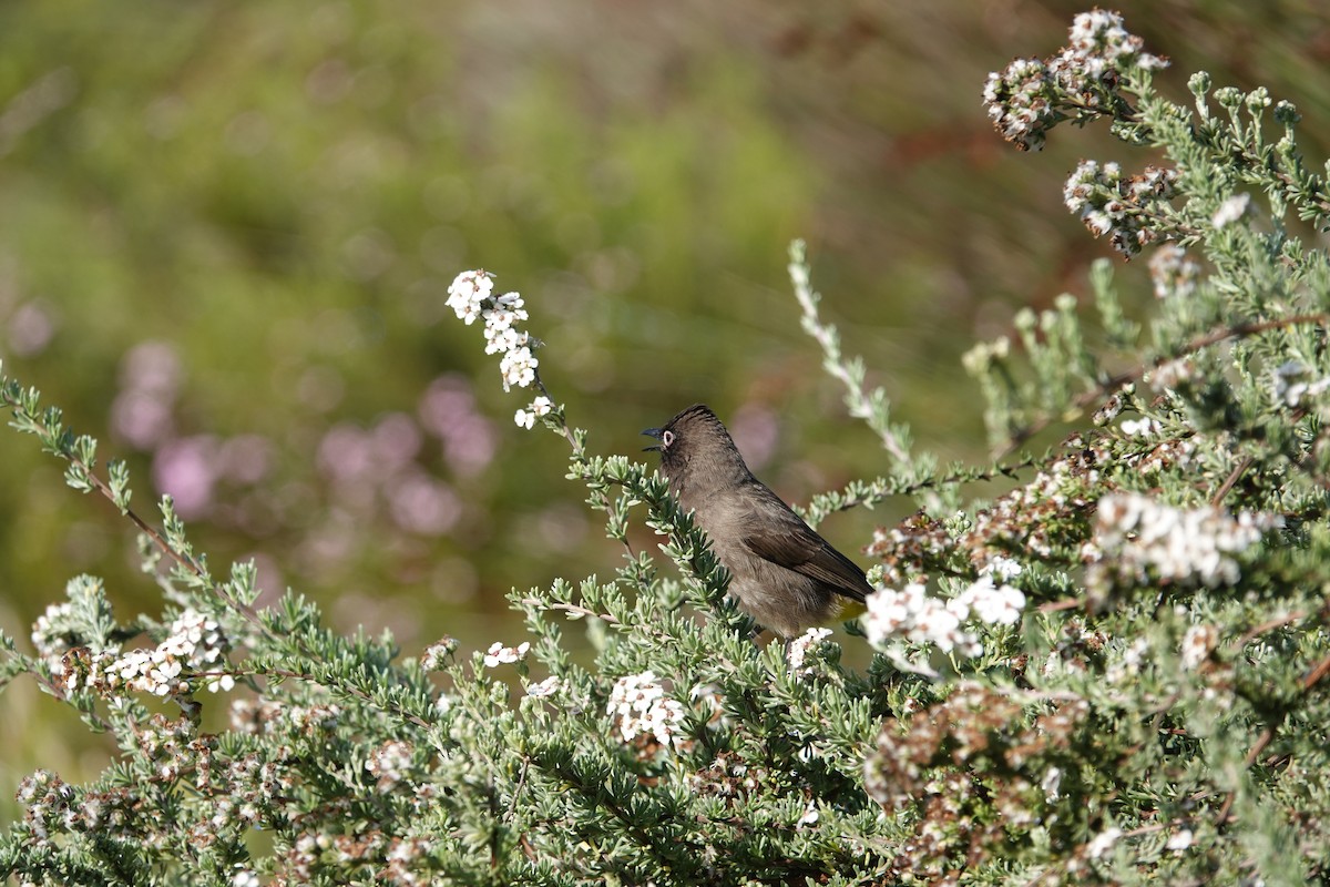 Cape Bulbul - ML637752705