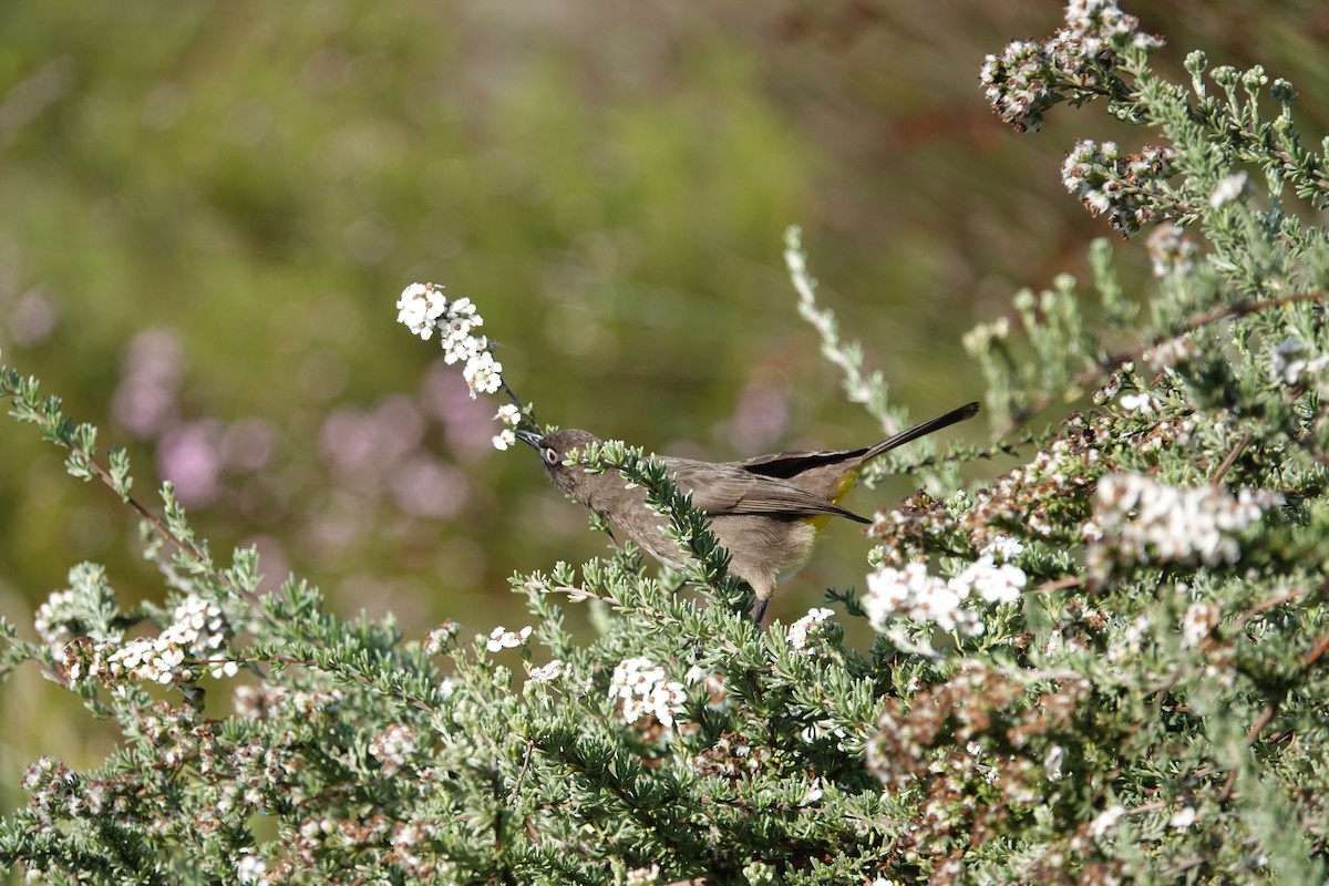 Cape Bulbul - ML637752706