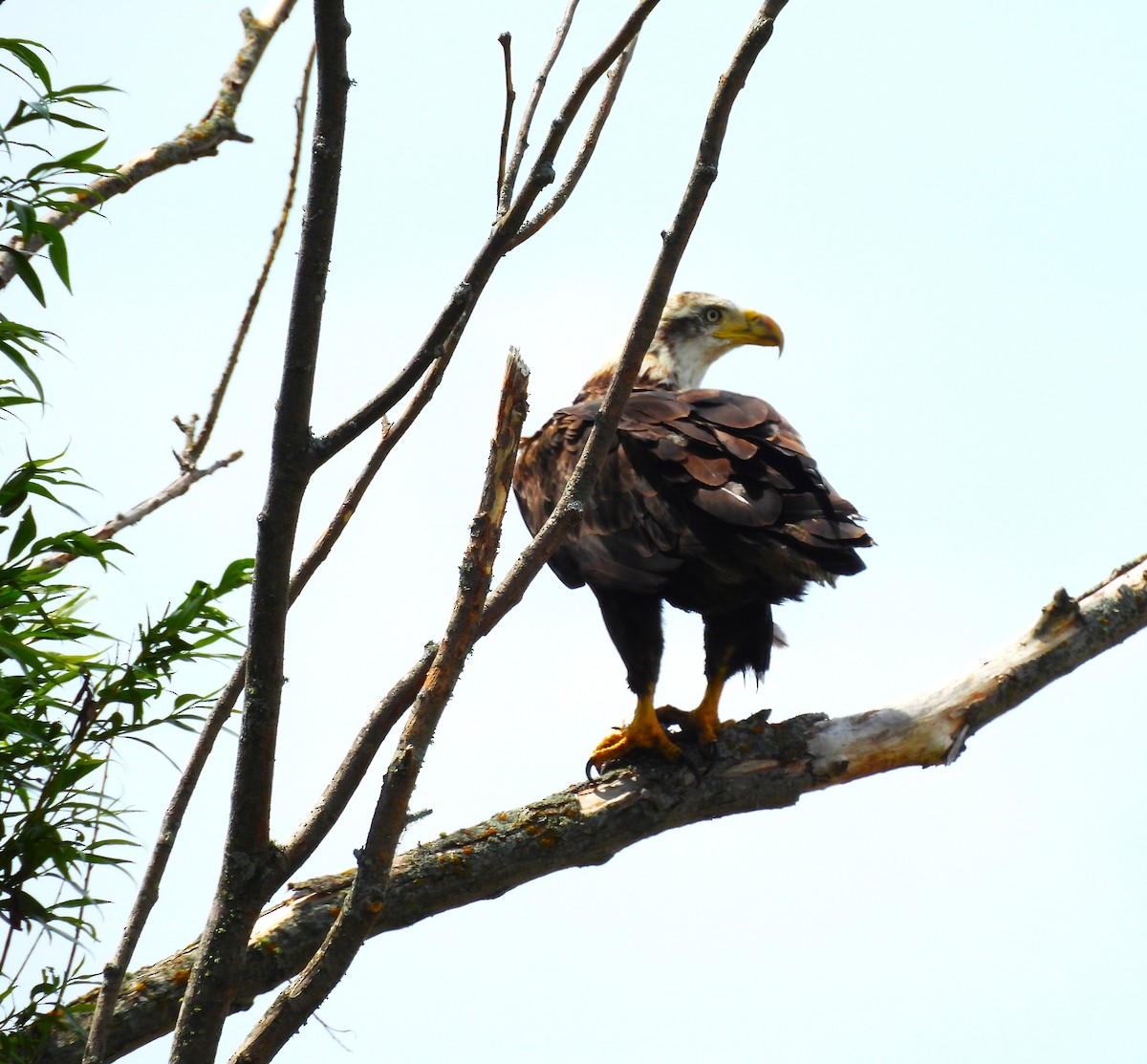 Bald Eagle - ML637752707