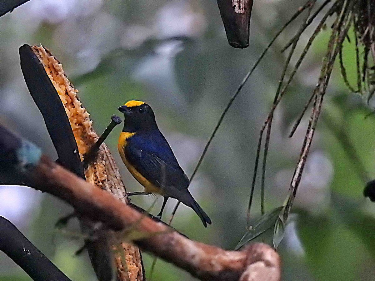 Orange-bellied Euphonia - ML637752715