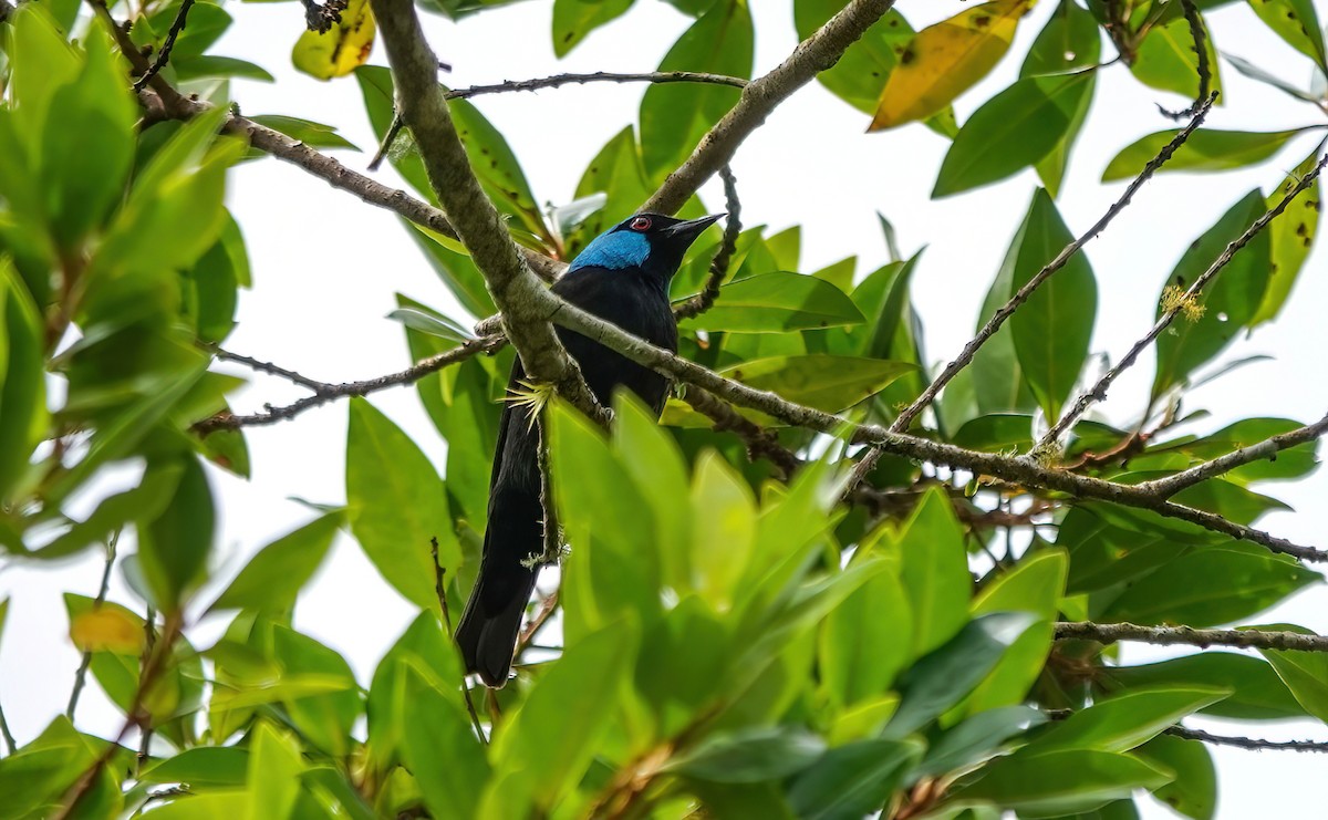 Scarlet-thighed Dacnis - ML637752731
