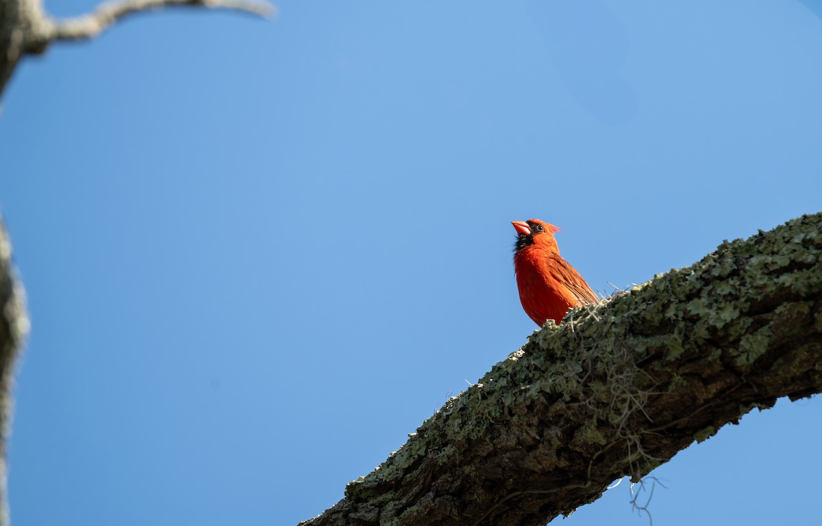 Northern Cardinal - ML637752836