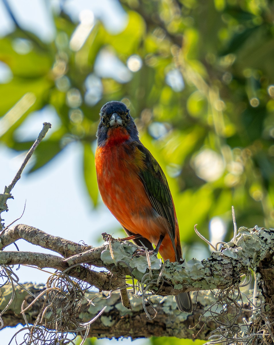 Painted Bunting - ML637752845