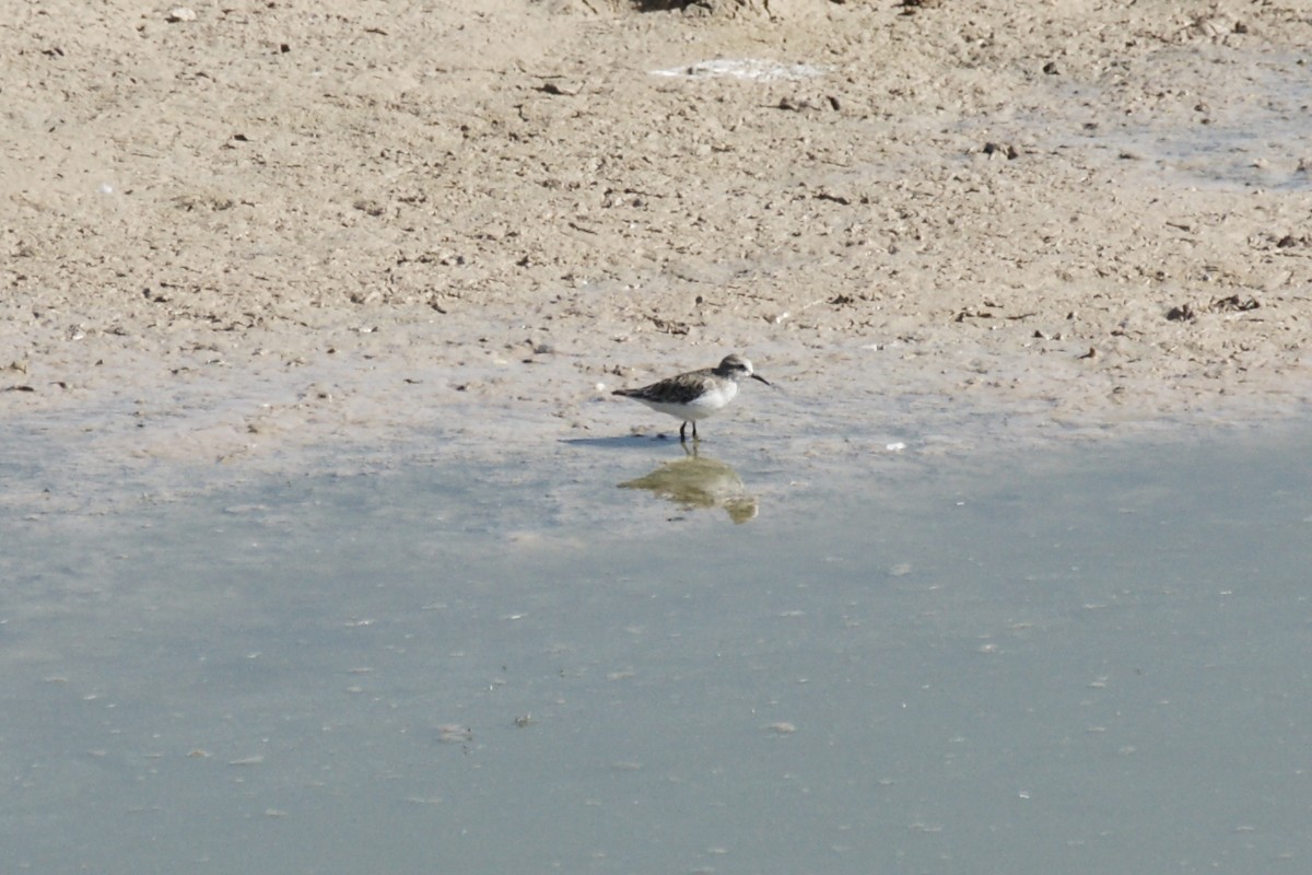 Little Stint - ML637752901