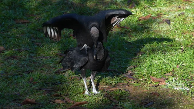 Black Vulture - ML637752934