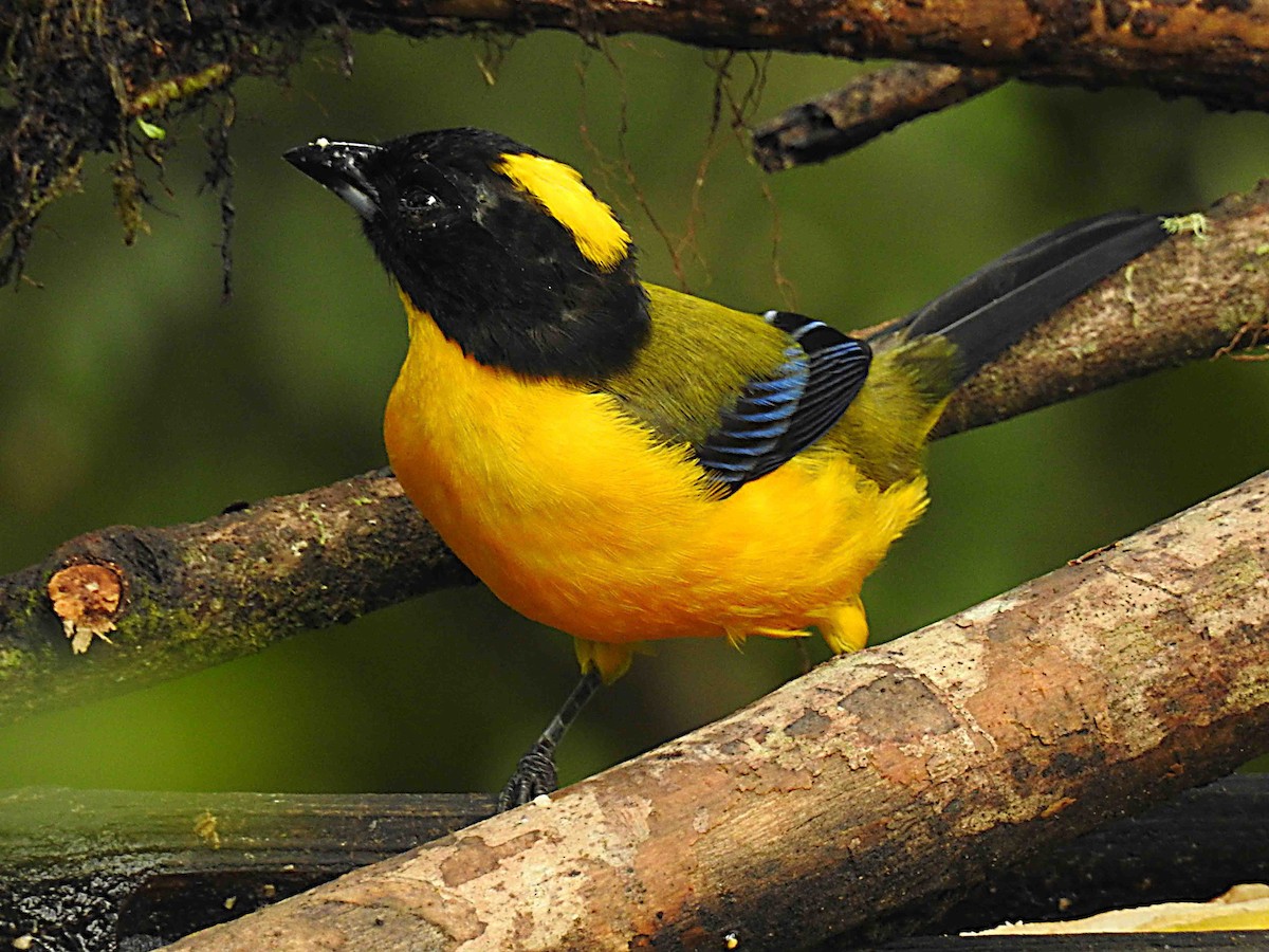 Black-chinned Mountain Tanager - ML637753004