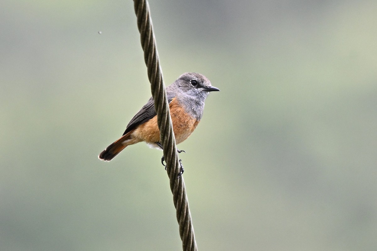 skalník malý - ML637753018