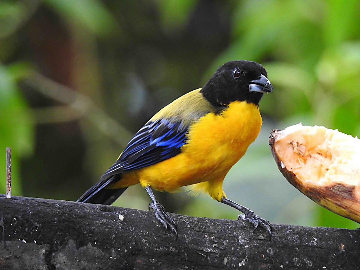 Black-chinned Mountain Tanager - ML637753053