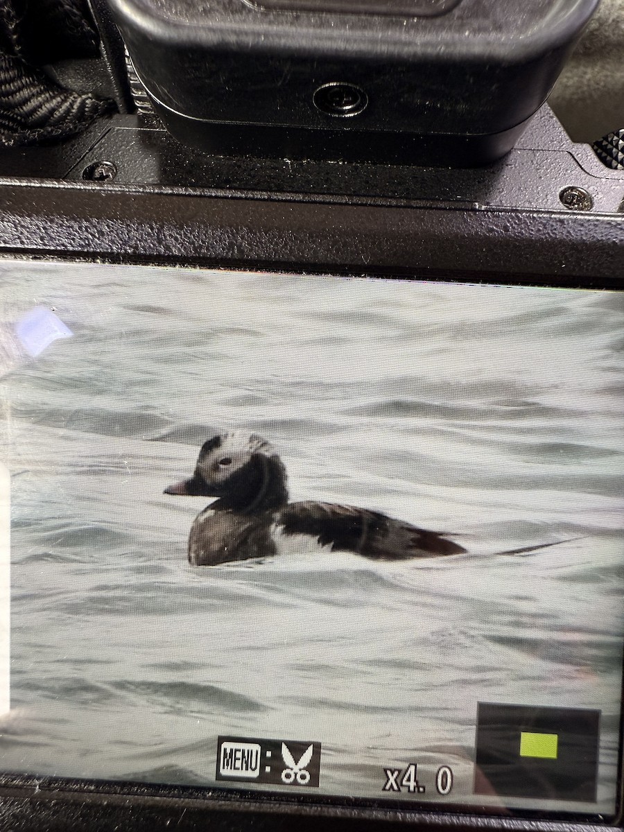 Long-tailed Duck - ML637753090