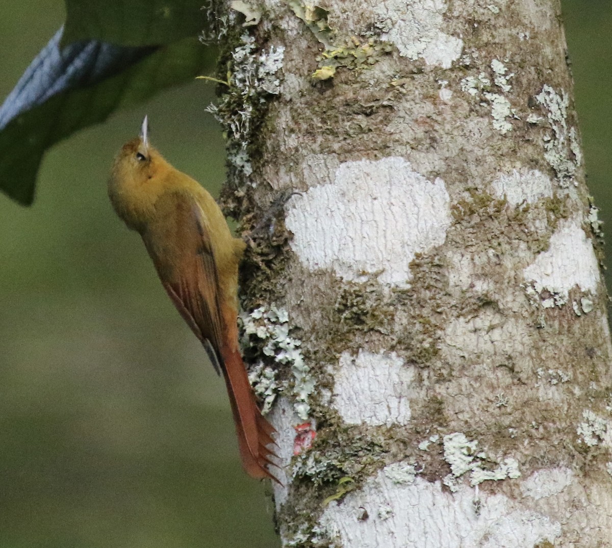 Olivaceous Woodcreeper - ML637753159