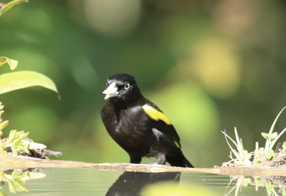 Golden-winged Cacique - ML637753192