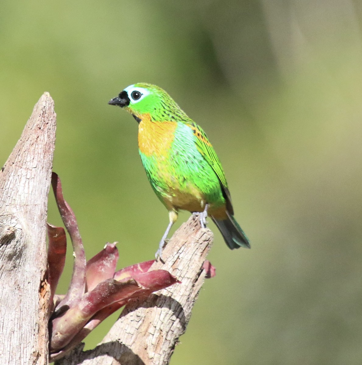 Brassy-breasted Tanager - ML637753228