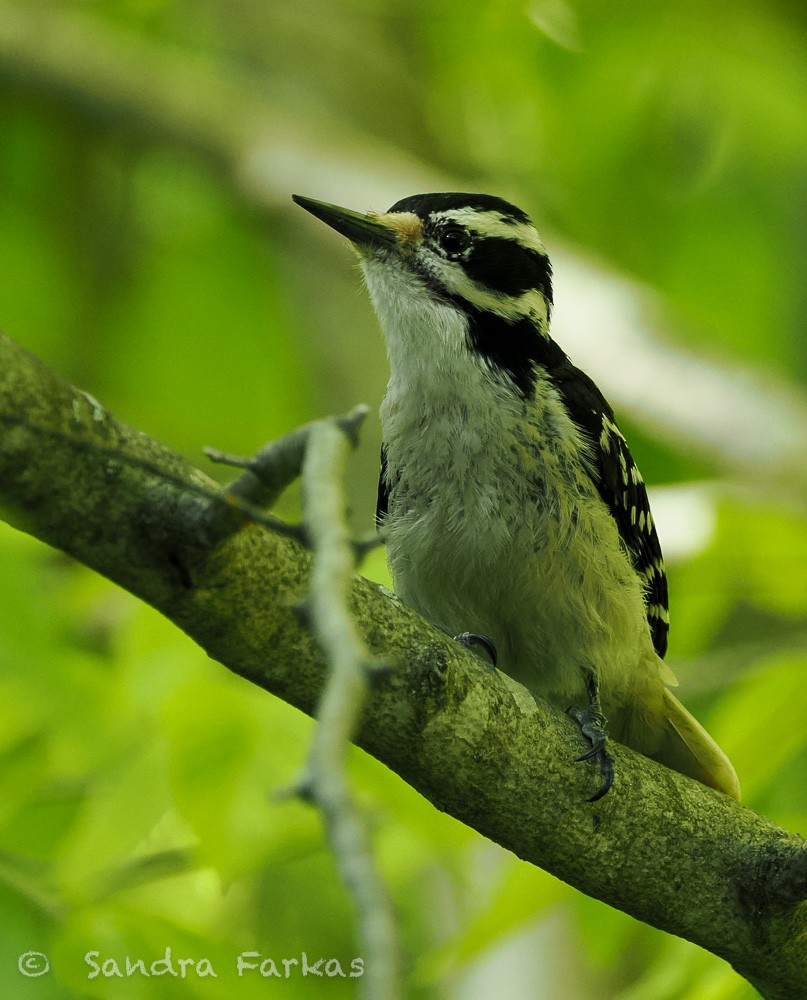 Hairy Woodpecker (Eastern) - ML637753244
