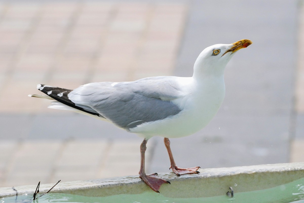 European Herring Gull - ML637753348