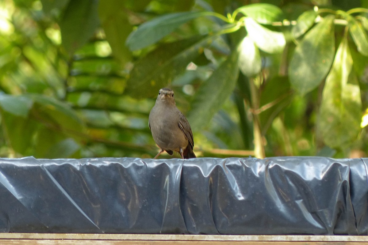 Gray Catbird - ML637753358