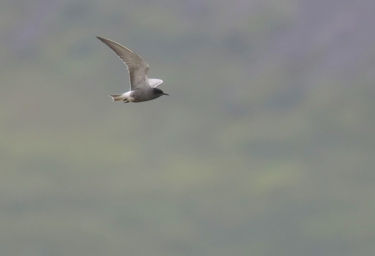Black Tern - ML637753363