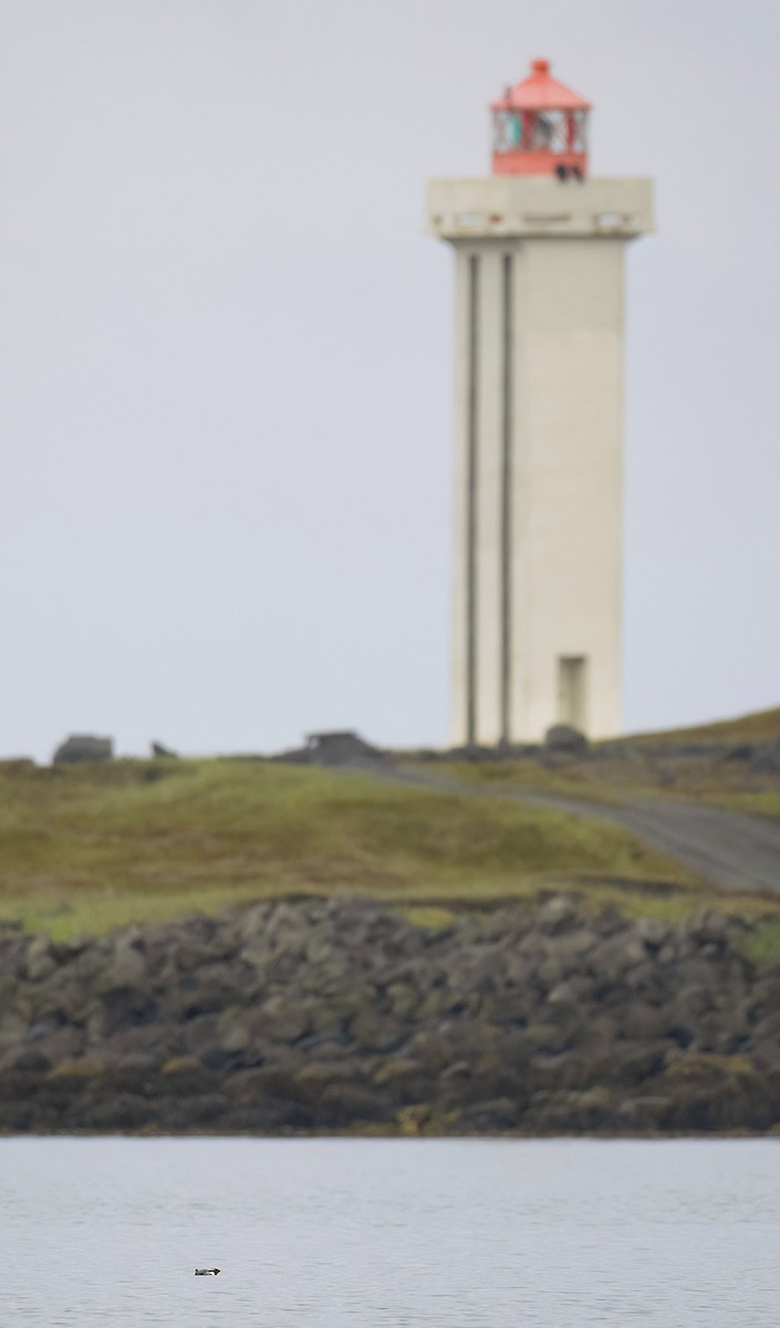 Ancient Murrelet - ML637753380