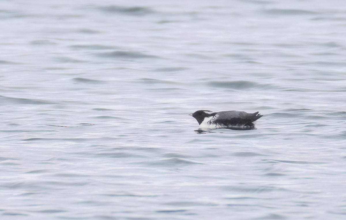 Ancient Murrelet - ML637753381