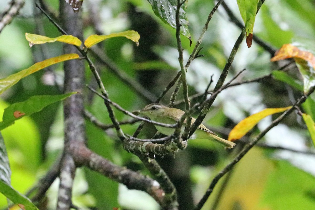 Chivi Vireo - ML637753460