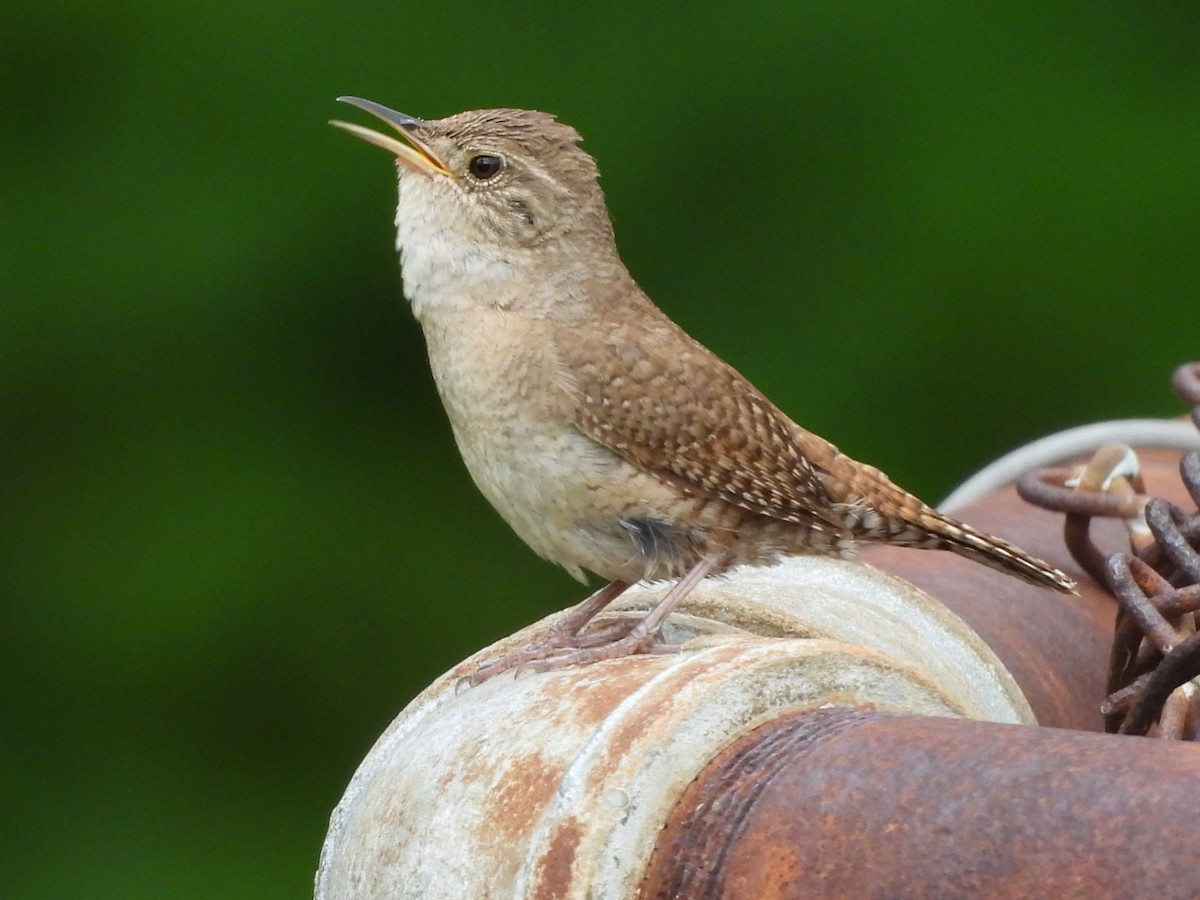 Northern House Wren - ML637753493