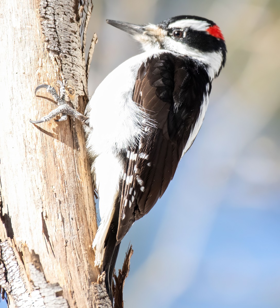 Hairy Woodpecker - ML637753497