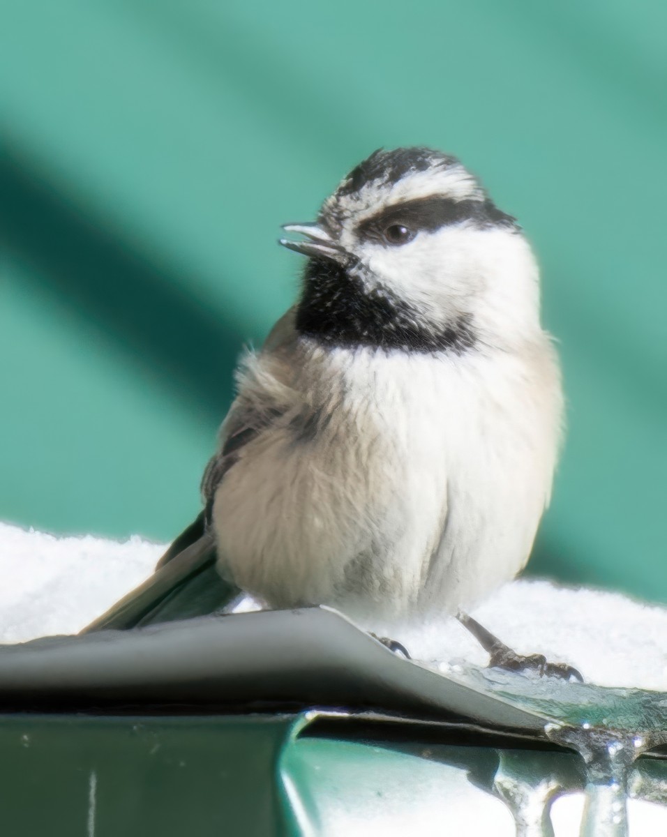 Mountain Chickadee - ML637753588