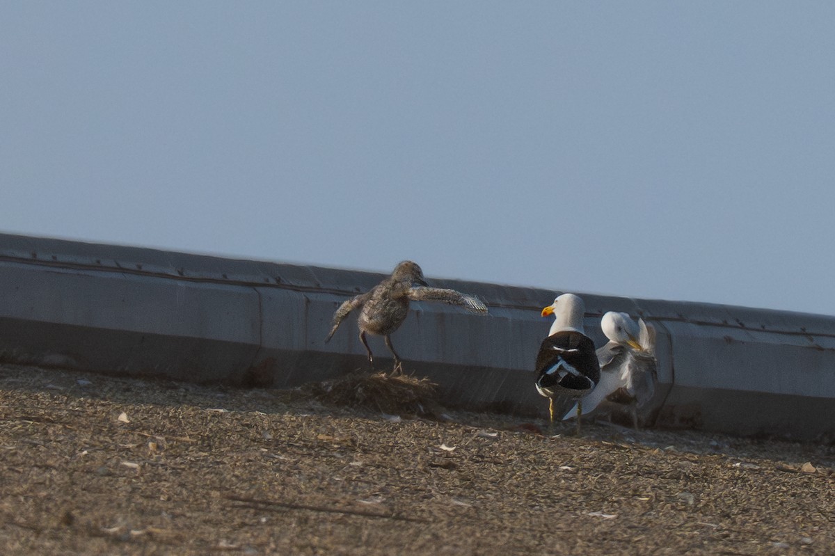 Kelp x American Herring Gull (hybrid) - ML637753602