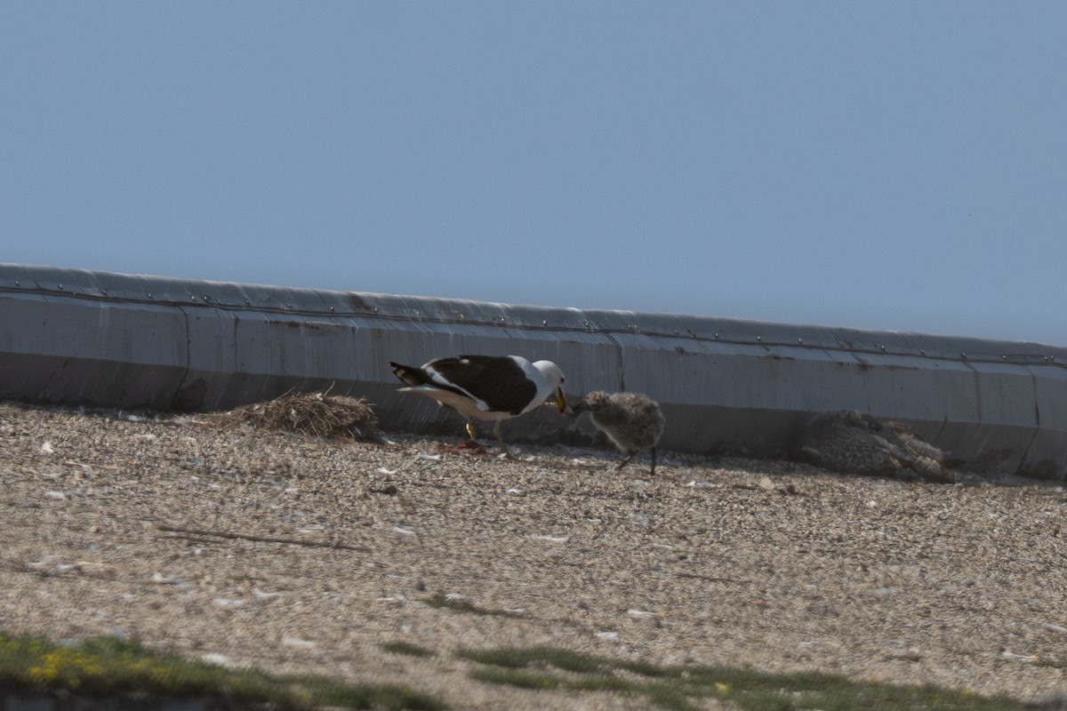Kelp x American Herring Gull (hybrid) - ML637753607