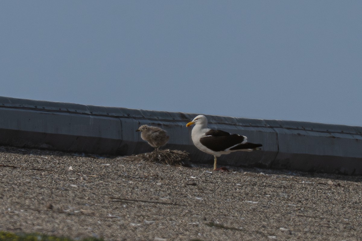 Kelp x American Herring Gull (hybrid) - ML637753611
