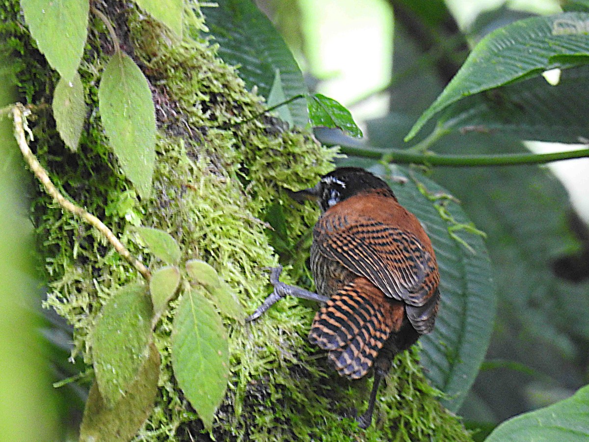 Bay Wren - ML637753617