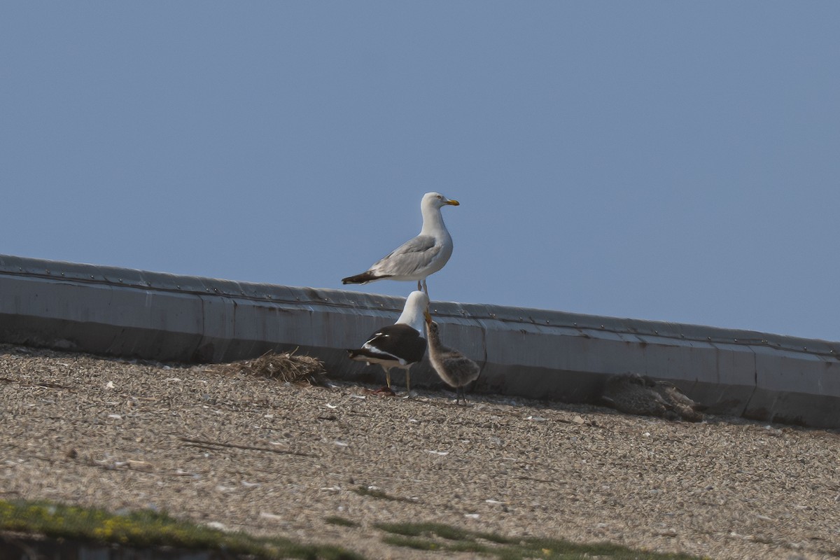 Kelp x American Herring Gull (hybrid) - ML637753626