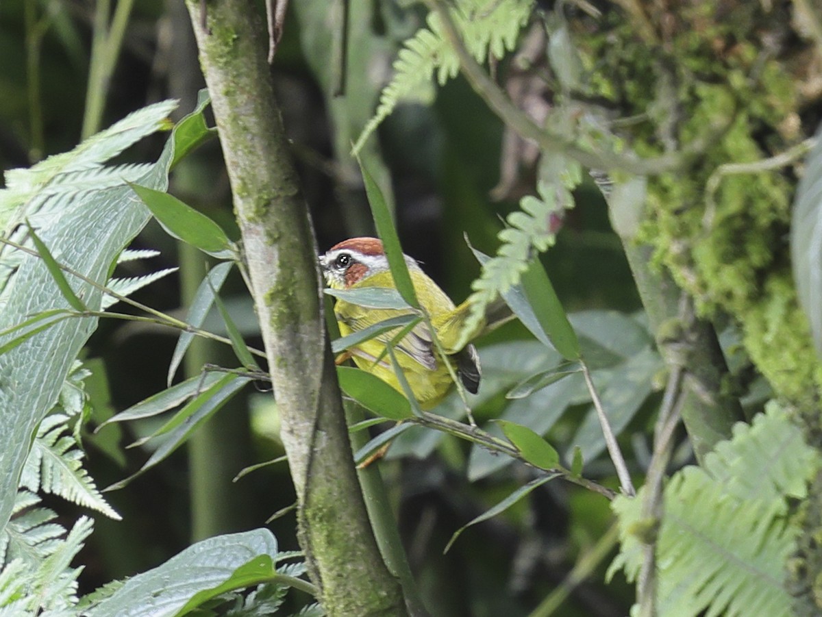 Chestnut-capped Warbler - ML637753689