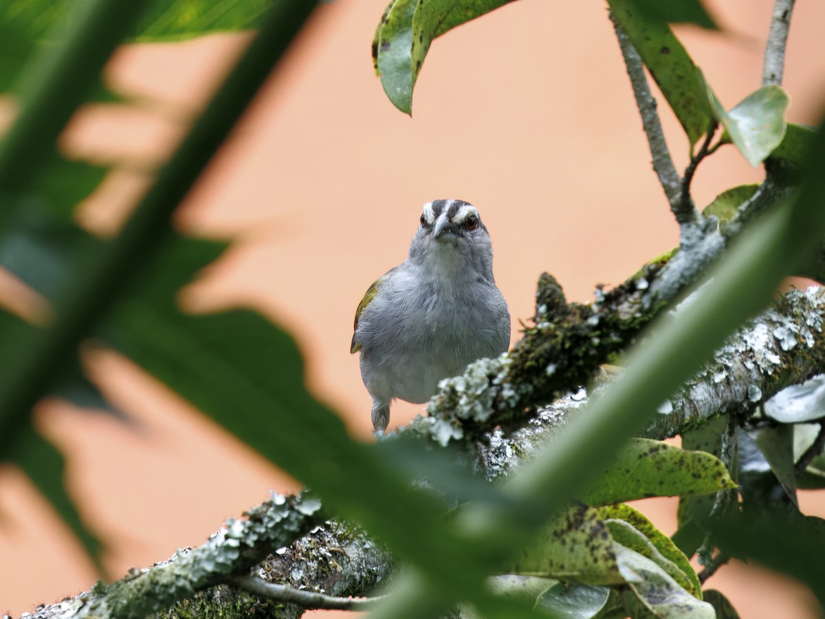 Black-striped Sparrow - ML637753721