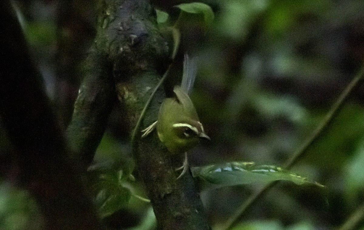 Chestnut-capped Warbler - ML637753731