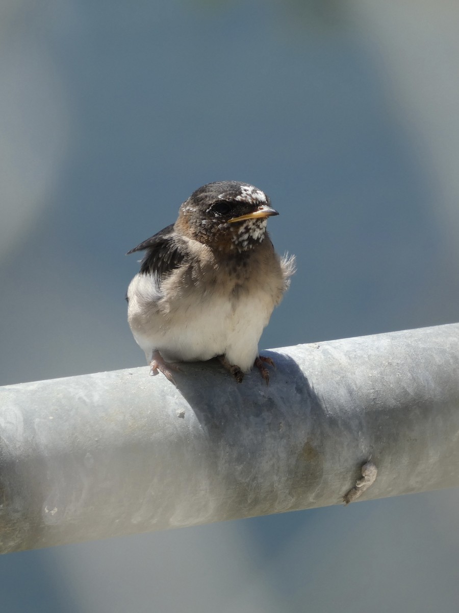 Cliff Swallow - ML637753755