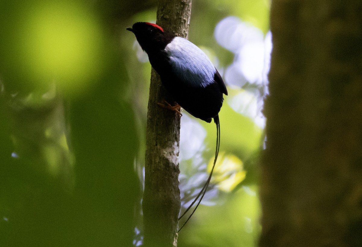 Long-tailed Manakin - ML637753762