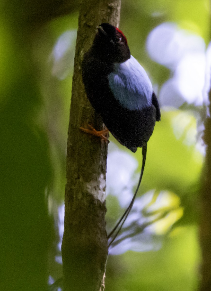 Long-tailed Manakin - ML637753763