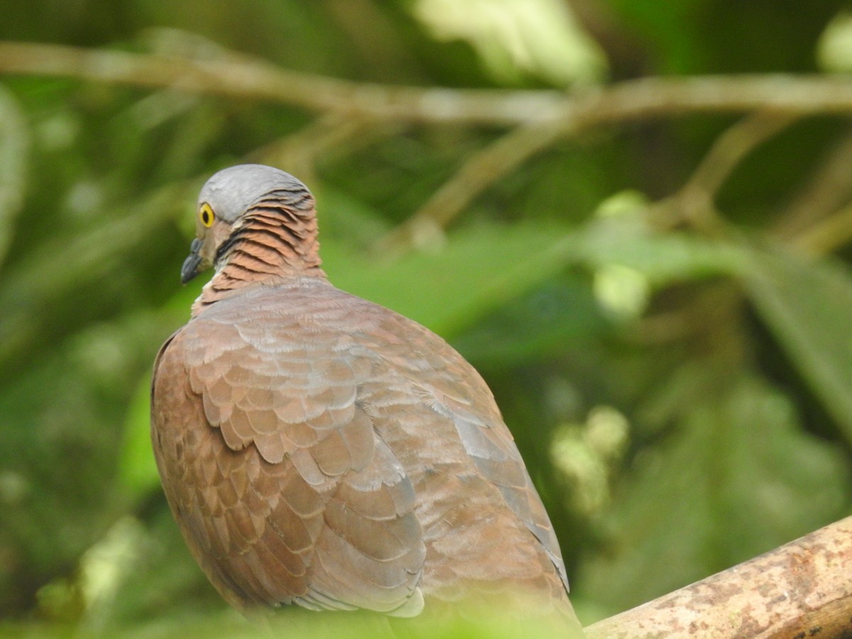 White-throated Quail-Dove - ML637753764