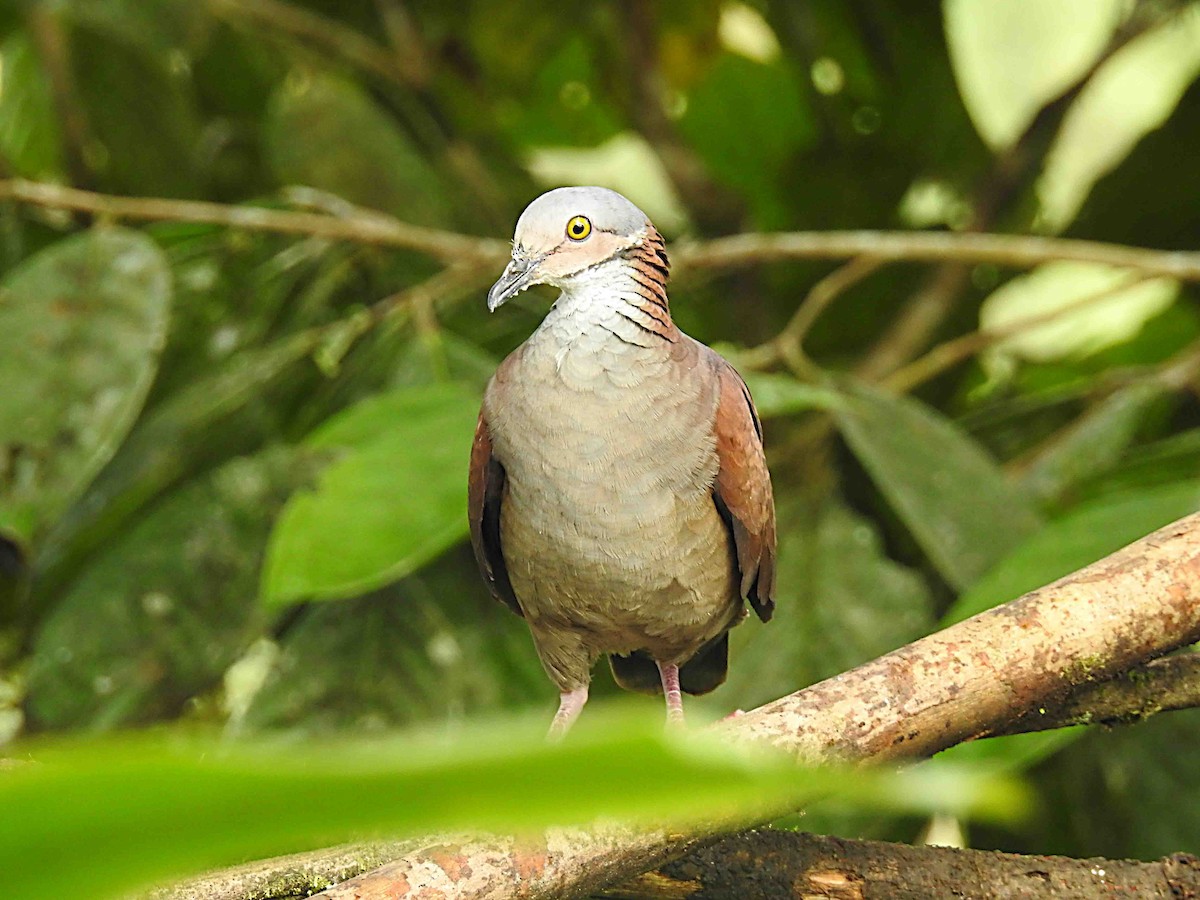 White-throated Quail-Dove - ML637753796