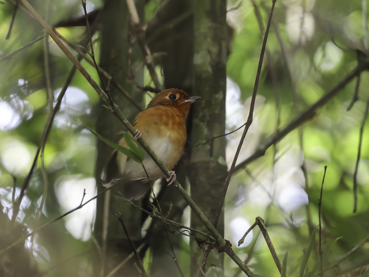 Rusty-breasted Antpitta - ML637753800