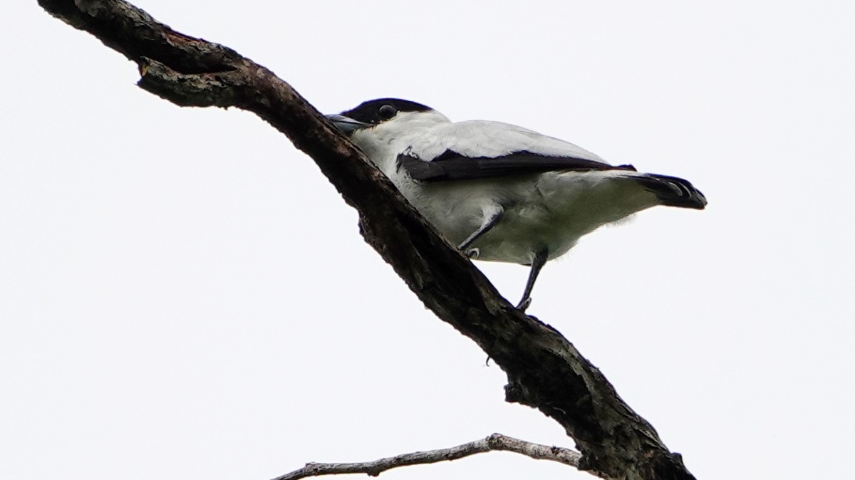 svartkronetityra - ML637753876