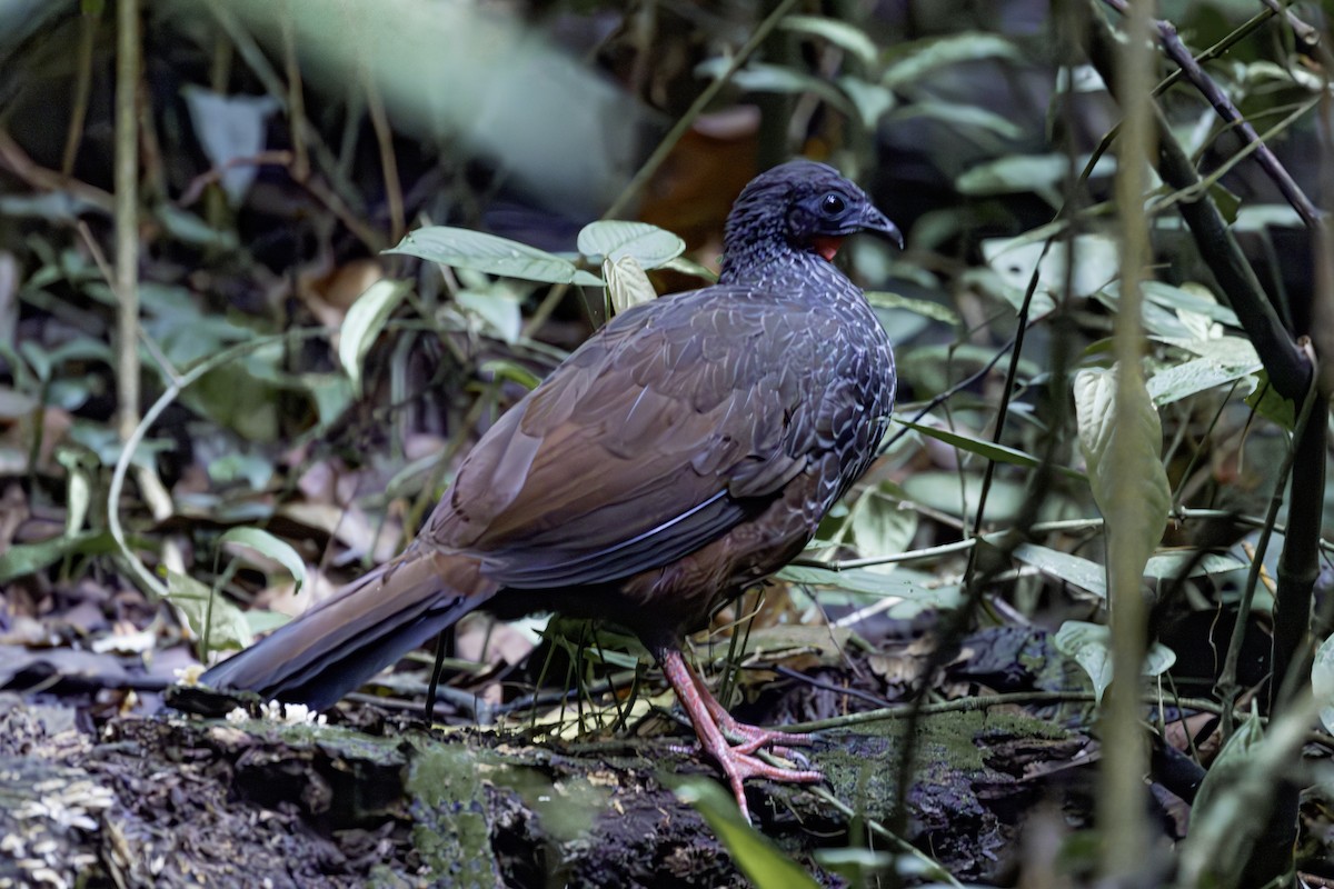 Cauca Guan - ML637753882
