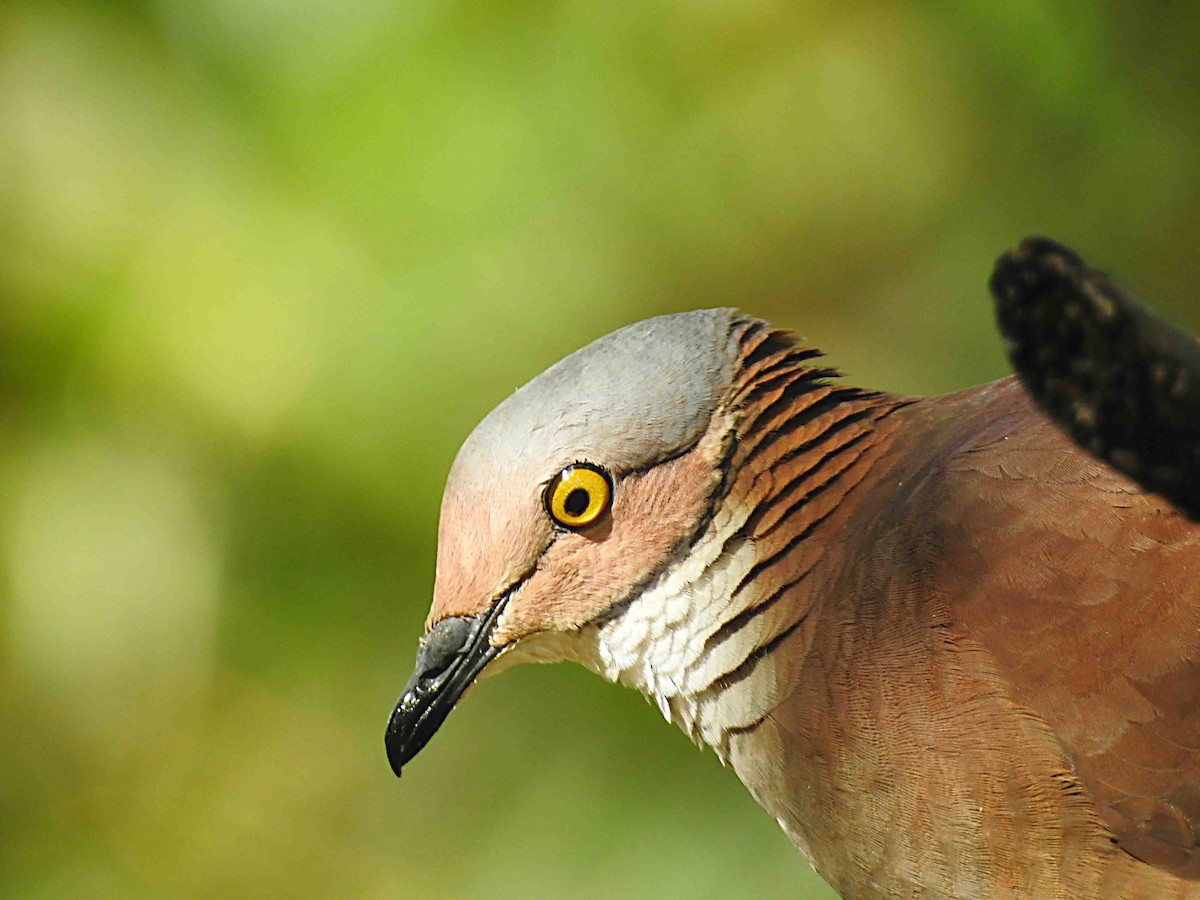 White-throated Quail-Dove - ML637753915