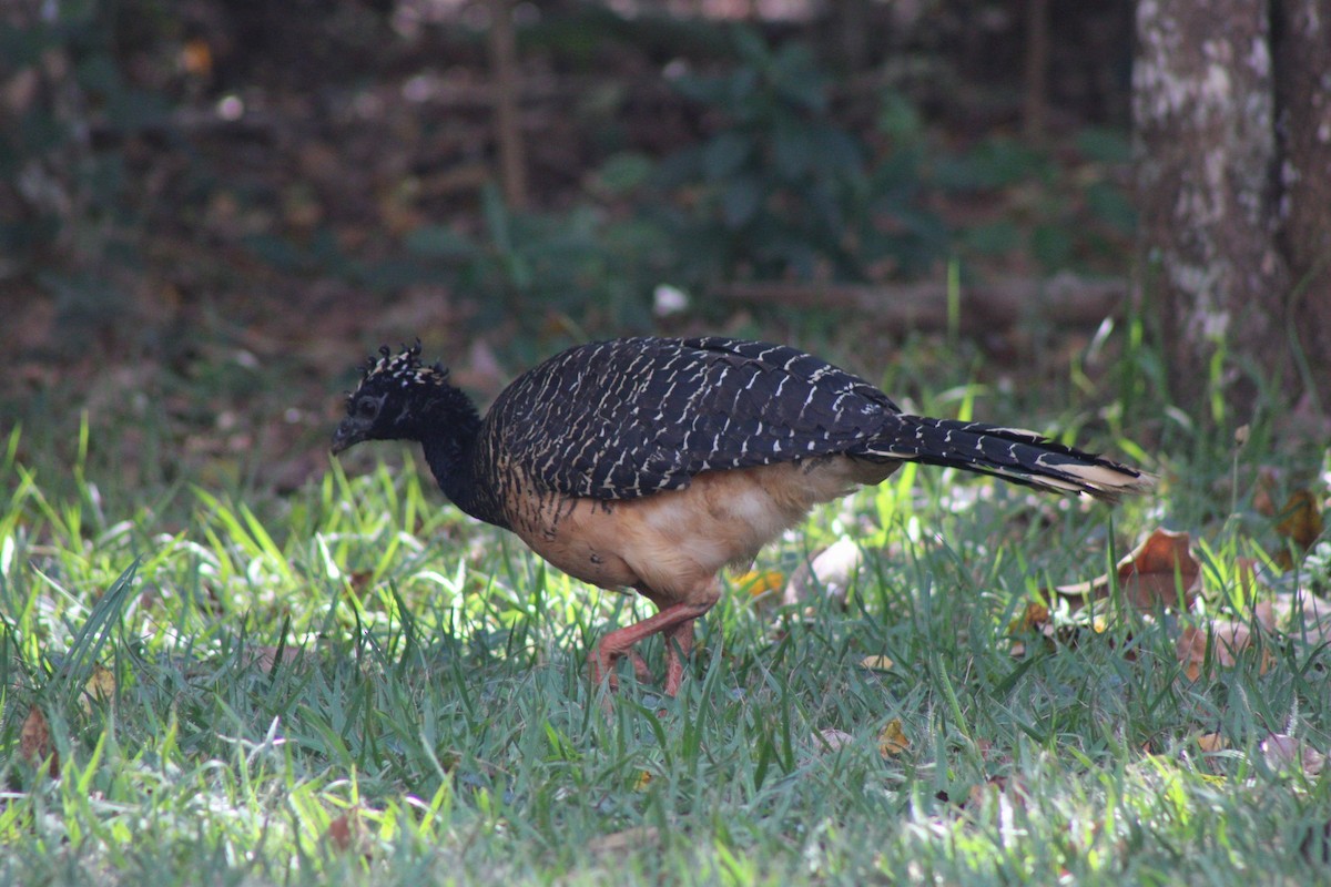 Bare-faced Curassow - ML637753934