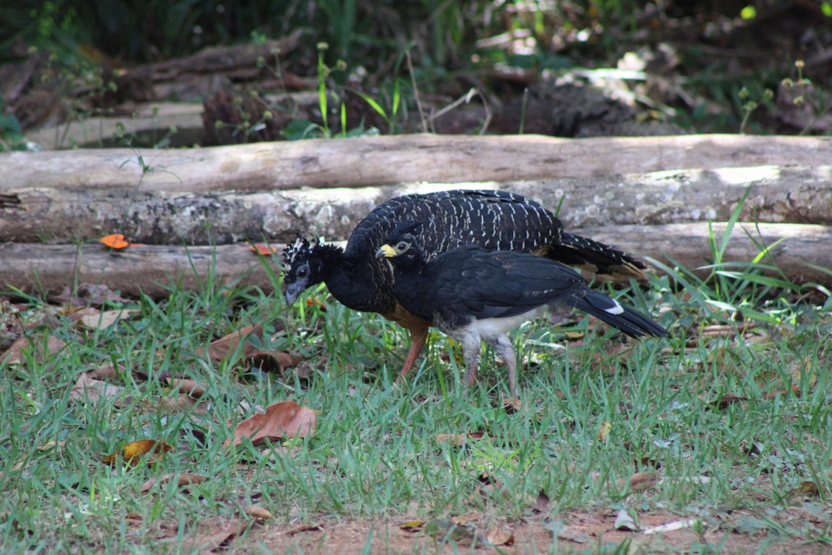 Bare-faced Curassow - ML637753935
