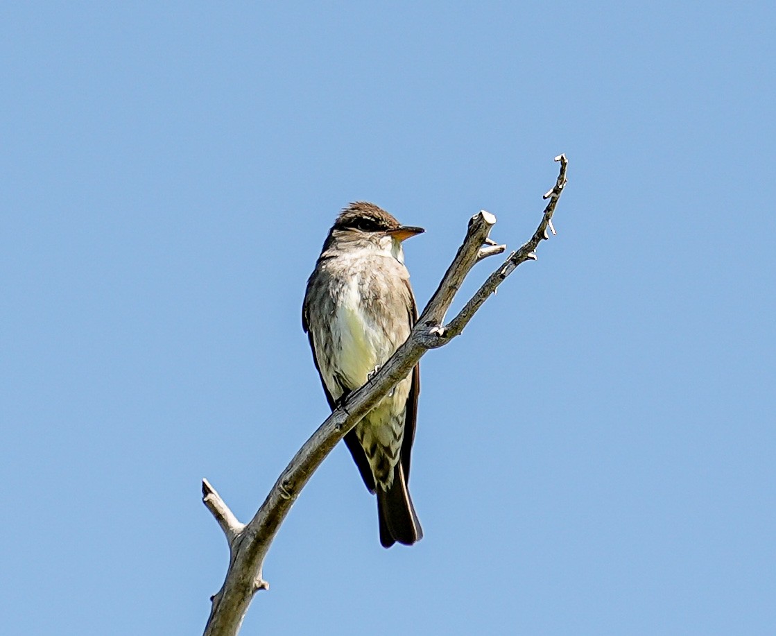 Olive-sided Flycatcher - ML637753992