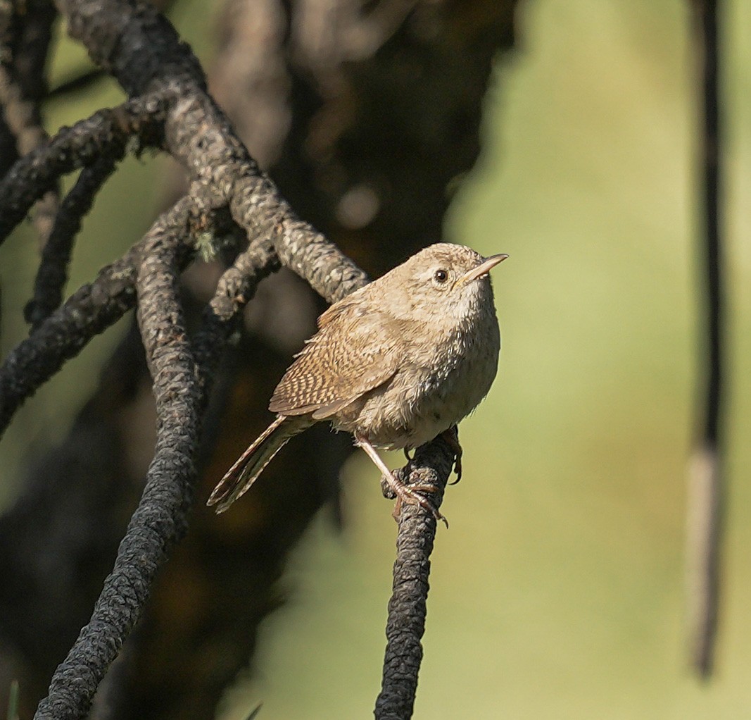 Northern House Wren - ML637754030